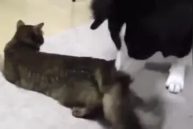 狗狗竟然在舔猫咪的屁股，却被这浓重的味道给晕倒了视频封面