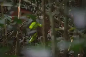 黑猩猩的私生活，还特别喜欢吃 肉！视频封面