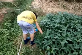 农村娃放学后帮父母做家务，看到这一幕我哭了！视频封面