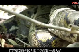 村民修路挖出古墓，开墓出现千年蟒蛇视频封面