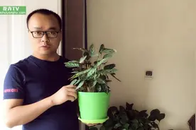 飞羽竹芋养护要领视频封面