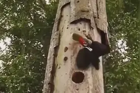啄木鸟在树上啄出来一条蛇，一场大战就此开始！视频封面
