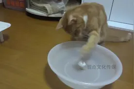 猫咪到底有多无聊，一个瓶盖能玩上一天，太让人服气了
