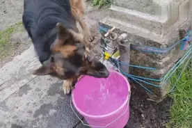 这喝水姿势，德牧真的把水喝进去了吗