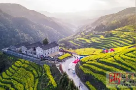 浦江：梯田开满油菜花图片