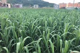 隆回县蔗糖飘香 甜蜜产业助推脱贫致富图片