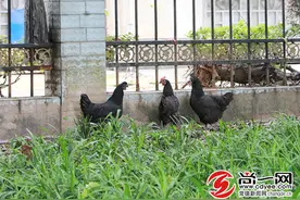 常德市民在城区绿化带养鸡 影响市容图片