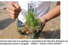 迪拜沙漠种出“中国稻”！外媒点赞中国海水稻突破图片