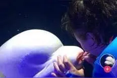 大连一海洋世界被曝“给白鲸涂口红” 回应：确有此事，涉事员工5月离职图片