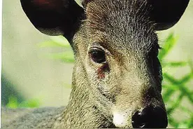 揭开巫山“山鬼”真相 石壁上的文字是不是“天书”图片