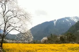 活成自己喜欢的模样视频封面