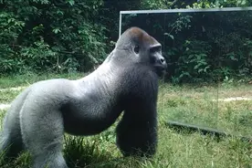 非洲维龙加山野生动物园里的有趣实验：灰背山地大猩猩照镜子！