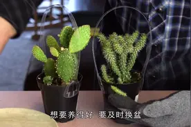 给仙人掌换盆，正确地使用手套，简单不伤手视频封面