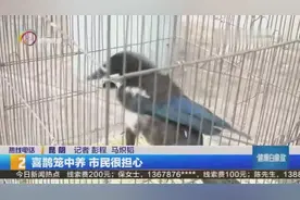 喜鹊笼中养 市民很担心视频封面