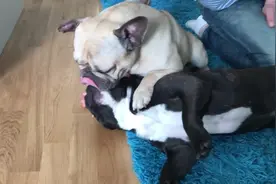 两只八哥犬亲嘴虐单身狗，主人的做法让人点赞