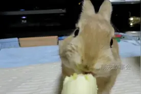 看完兔子吃香蕉的过程，网友笑了，第一次觉得香蕉烫嘴