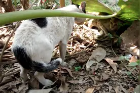 草丛里2只流浪猫打架，这只小猫看起来奄奄一息了