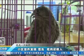 济南一小区意外发现“怪鸟”吃肉还咬人！视频封面
