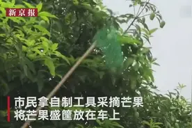 路边芒果长成众人摘 医生警告：不能吃！