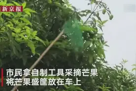 路边芒果长成众人摘 医生警告：不能吃！视频封面