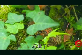 小编在大山里发现了一种活体的名贵药材，激动的都不知道怎么表述视频封面