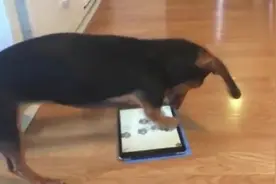 腊肠犬这按平板的手速，难道你是跟平板电脑有多大的仇吗视频封面