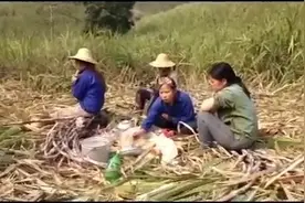 越南人到广西砍甘蔗一天100块，午餐简单解决，但是仍很开心快乐视频封面