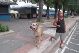 狗狗仗势欺人，欺负弱猫，没想到猫妈妈冲上来就是一顿暴揍视频封面