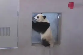 看到有摄像机在拍，立马摆好姿势，这熊成精啦