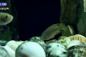 三湖石头造景鱼缸：石头还能整的这么唯美视频封面