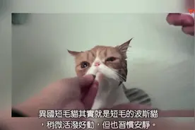 10大适合当家猫的猫咪，想养猫的朋友看过来