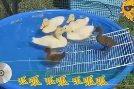 星宝儿歌：《母鸭带小鸭》呱呱呱呱呱……你听听看是什么声音？视频封面
