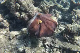 马尔代夫法宾瓦鲁岛水下奇观——章鱼哥的七十二变视频封面