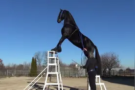 经过训练的动物真聪明，驯兽师和马的训练日常！