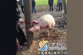 发情母猪体内惊现婴儿吓坏村民 为何母猪会吃人图片