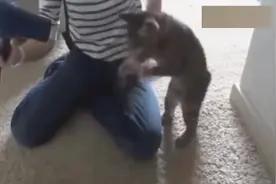 主人用吹风机给猫咪吹毛，猫咪跳起来就跟空气开始了斗智斗勇！