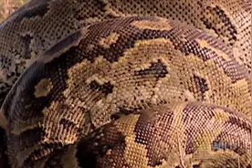 狡猾的蟒蛇躲在水里正瞄准着羚羊，最终没逃过蛇的致命一击视频封面