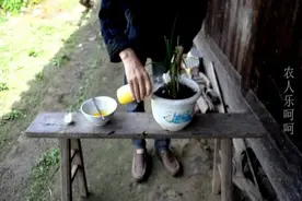 鸡蛋变肥料，用来给兰花等花卉施肥，全年不再需要用其它肥料