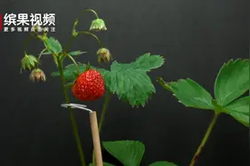 食物生长延时摄影，拍摄草莓花开结果，开花结果只需要2分钟