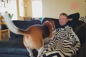 狗狗发现主人躺在沙发上休息不理自己，推他一把示意自己生气了视频封面