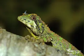 图虫生态摄影：变色树蜥，一次拍个够……图片