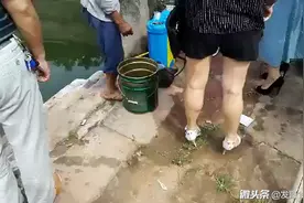 现在的桃子这么种出来的，四川南充西充香桃！（转发）视频封面