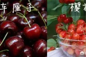 车厘子和樱桃有什么区别？是同一种水果吗？图片