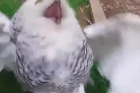这只猫头鹰竟然比猫狗还爱粘人，真的可以考虑养一只猫头鹰了视频封面