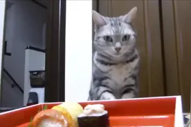 主人吃寿司没有猫咪的份，猫咪生气的斜眼看主人视频封面
