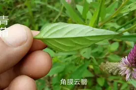 适用于治疗痔疮、疮疥、角膜炎等病症有不错效果的中草药“青葙”