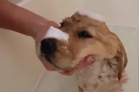 7周大的小金毛犬第一次洗澡