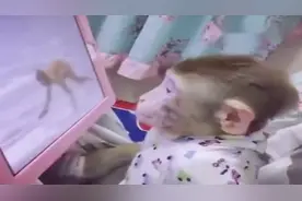 小猴子在家看西游记，看到孙悟空出场时，反应亮了