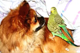 一条寻仔的狗和两只碰死的鸟图片