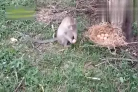猴子饿了竟去偷吃鸡蛋，猴子也太聪明了视频封面